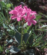 Primula pedemontana