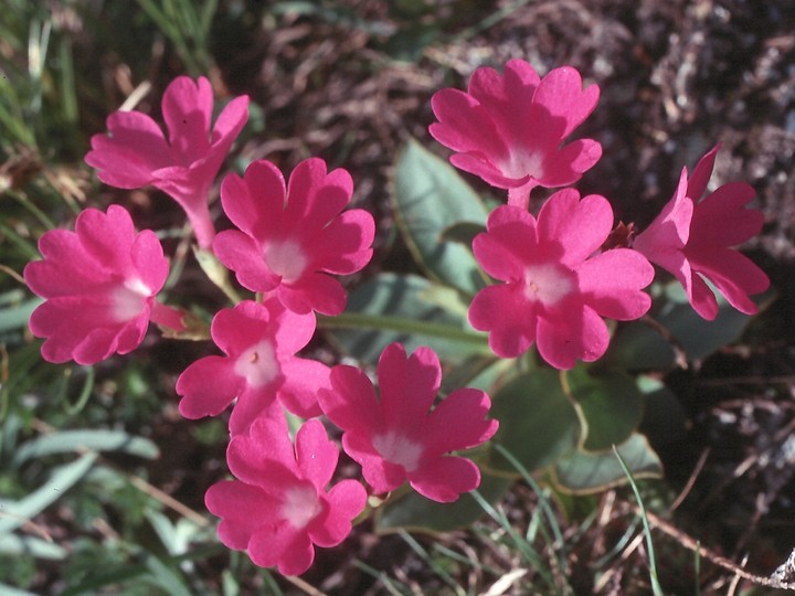 Primula pedemontana