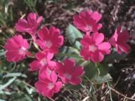 Primula pedemontana