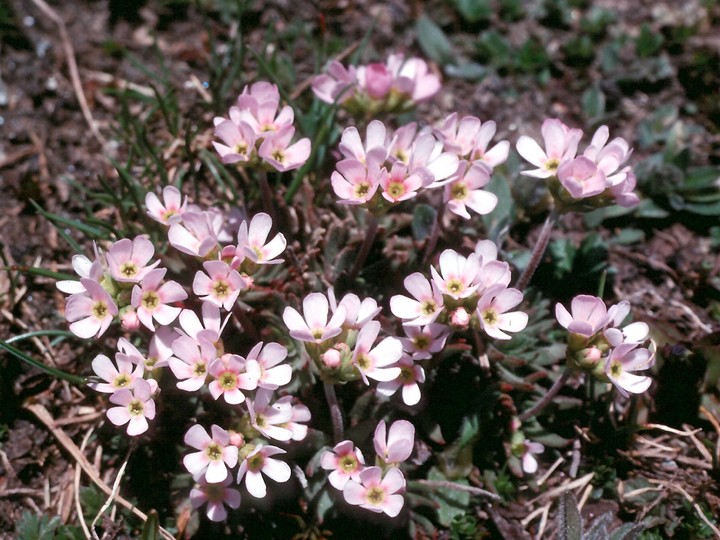 Androsace carnea