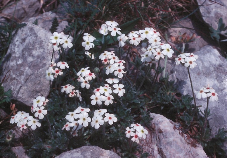 Androsace villosa