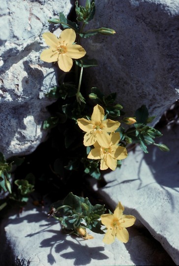 Lysimachia serpyllifolia?