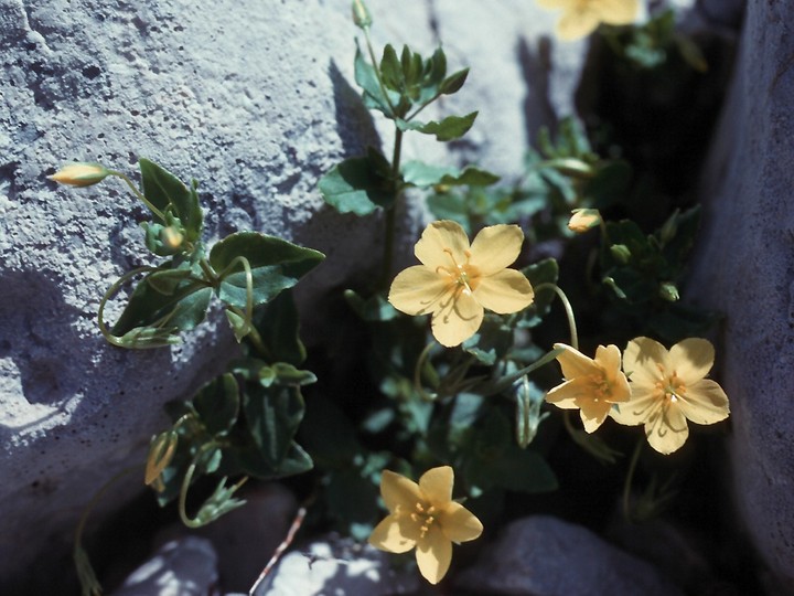 Lysimachia serpyllifolia?