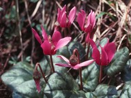 Cyclamen europaeum