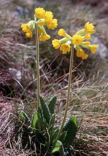 Primula veris