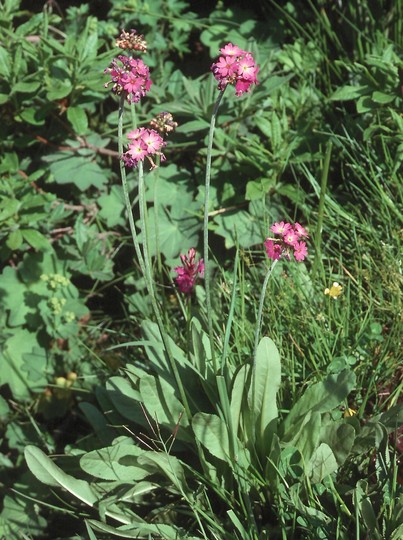 Primula sp.