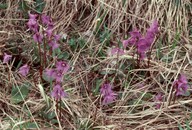 Soldanella alpina