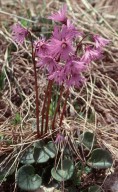 Soldanella alpina