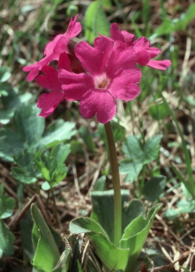 Primula spectabilis