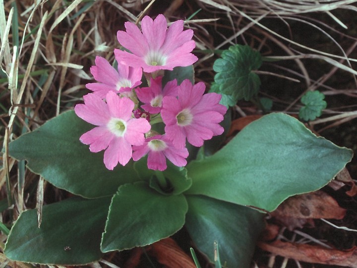 Primula spectabilis