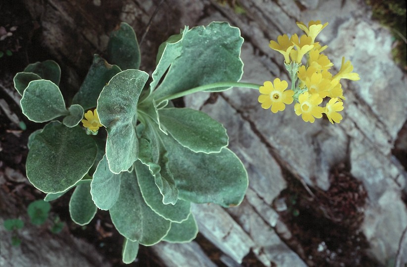 Primula auricula