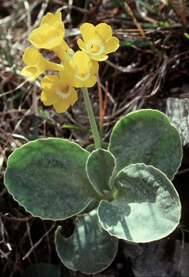 Primula auricula