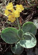 Primula auricula