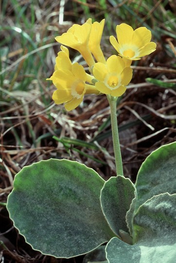 Primula auricula