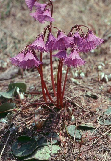 Soldanella alpina