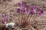 Soldanella alpina