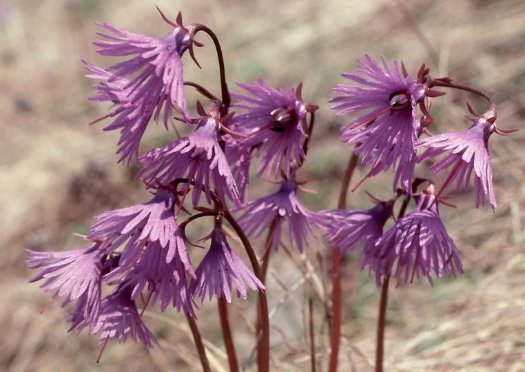 Soldanella alpina