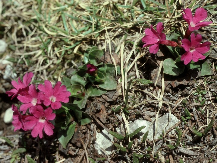 Primula spectabilis