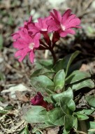 Primula spectabilis