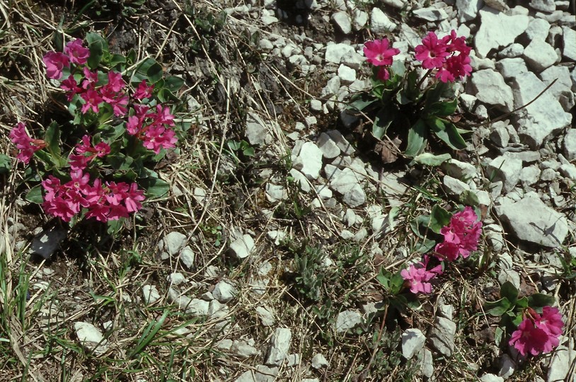 Primula spectabilis