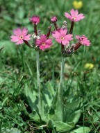 Primula longiflora