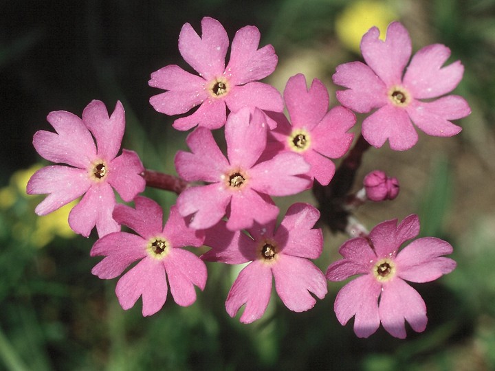 Primula longiflora