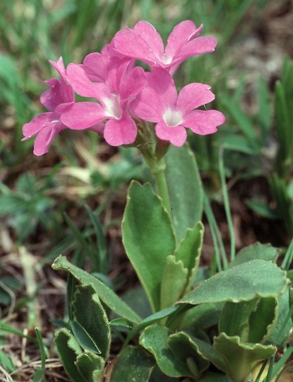 Primula daouensis