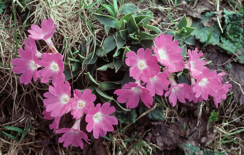 Primula glaucescens