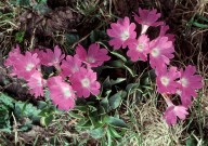 Primula glaucescens