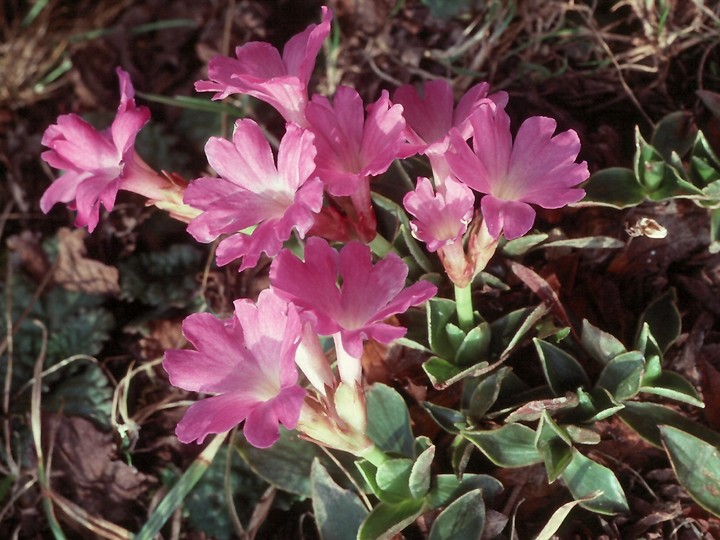 Primula glaucescens