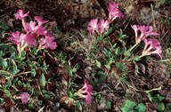 Primula glaucescens