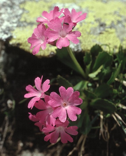 Primula daouensis