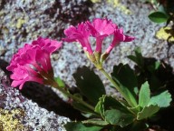 Primula daouensis