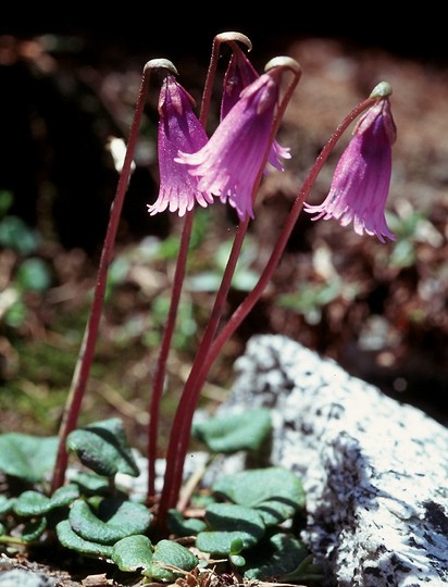 Soldanella pusilla