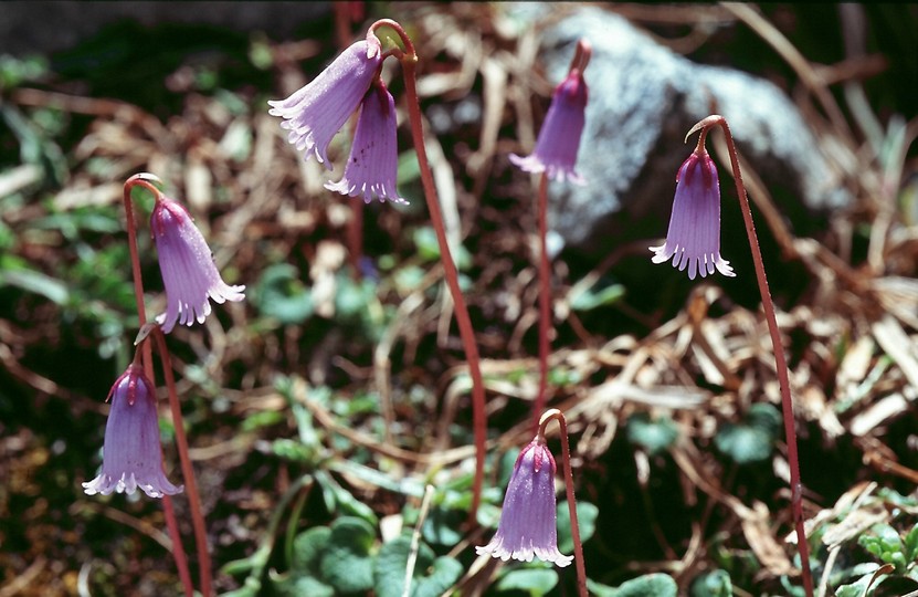 Soldanella pusilla