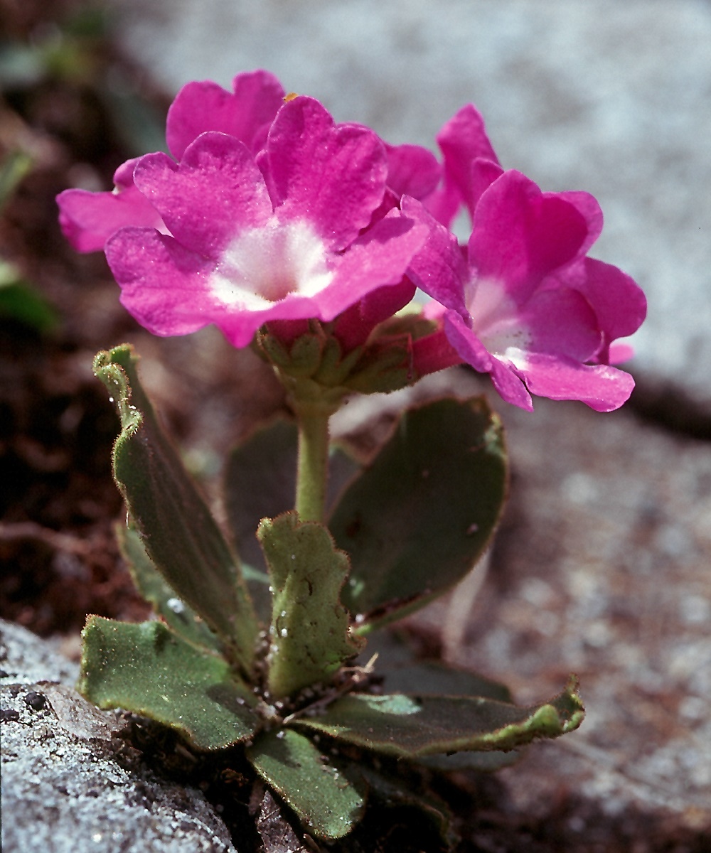 Primula daouensis