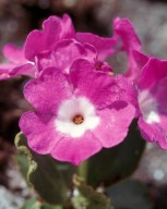 Primula daouensis