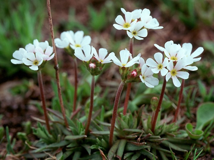 Androsace carnea