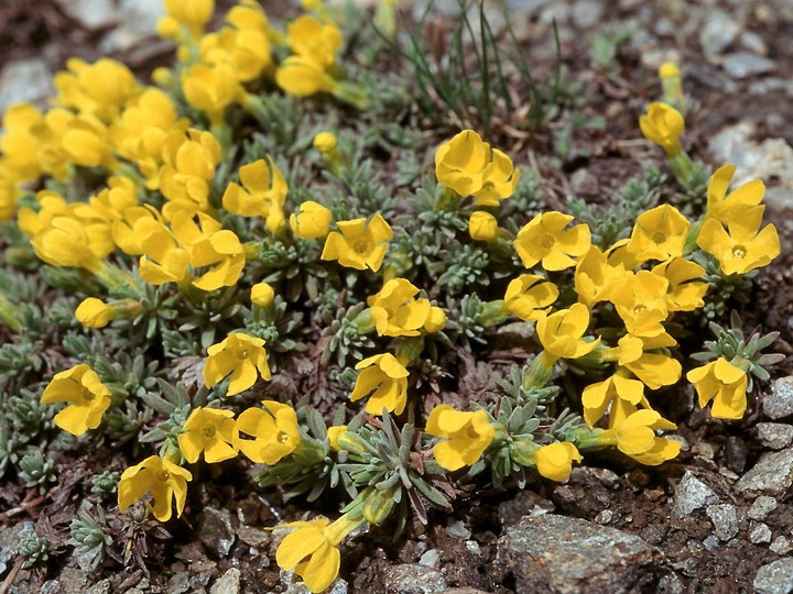 Vitaliana primuliflora