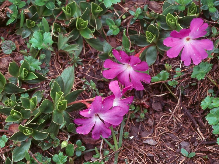 Primula wulfeniana