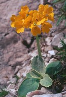 Primula auricula