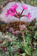 Primula longiflora
