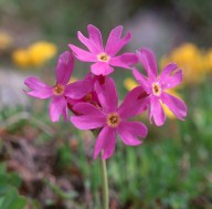 Primula longiflora