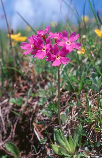 Primula longiflora