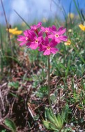 Primula longiflora