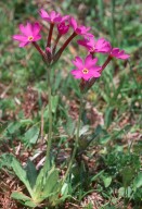 Primula longiflora