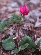 Cyclamen europaeum