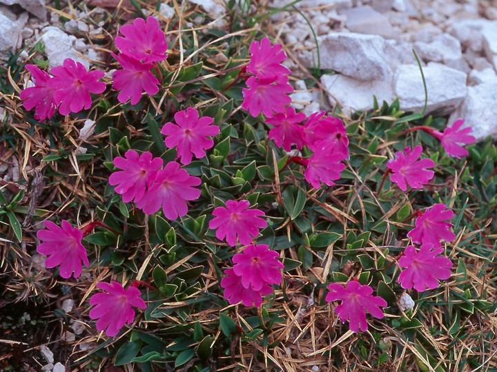 Primula wulfeniana