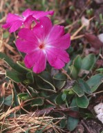 Primula wulfeniana