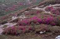 Primula wulfeniana